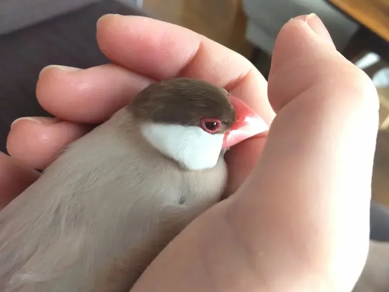 シナモン文鳥 ティピちゃん